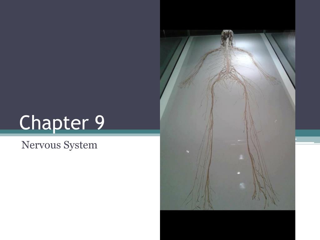 PPT - Chapter 9 PowerPoint Presentation, free download - ID:2094809