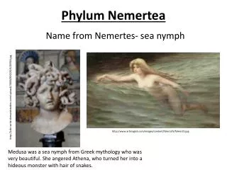 Phylum Nemertea