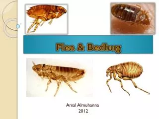 Flea &amp; Bedbug