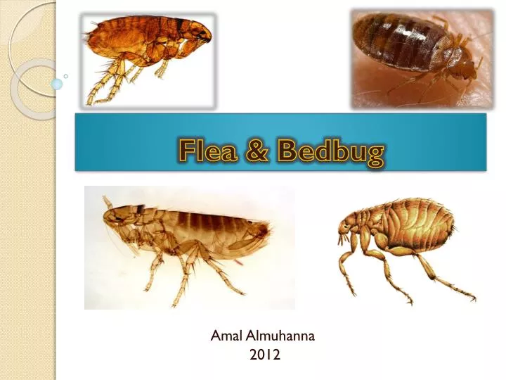 flea bedbug