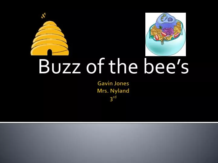 buzz of the bee s