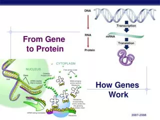 From Gene to Protein