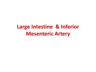 Large Intestine &amp; Inferior Mesenteric Artery