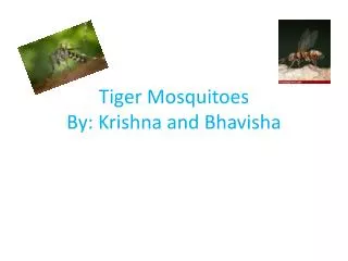 Tiger Mosquitoes By: Krishna and Bhavisha