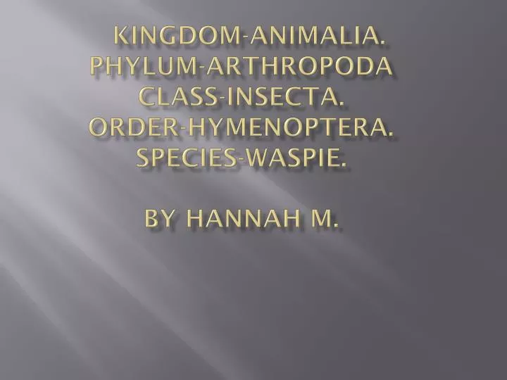kingdom animalia phylum arthropoda class insecta order hymenoptera species waspie by hannah m