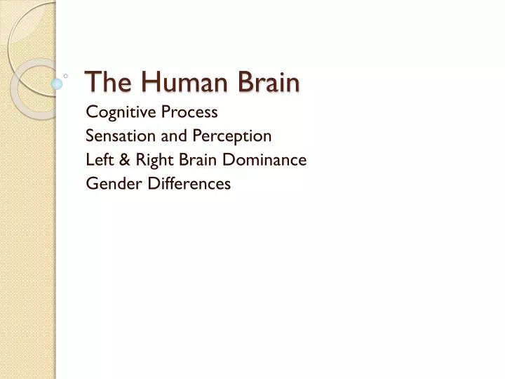 the human brain