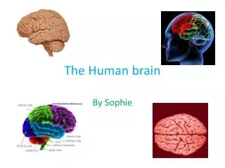 The Human brain