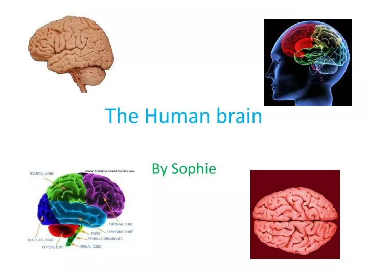 the human brain