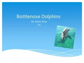 Bottlenose Dolphins