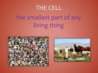The Cell :