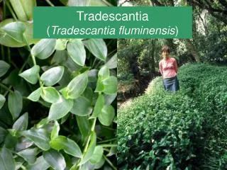 Tradescantia ( Tradescantia fluminensis )
