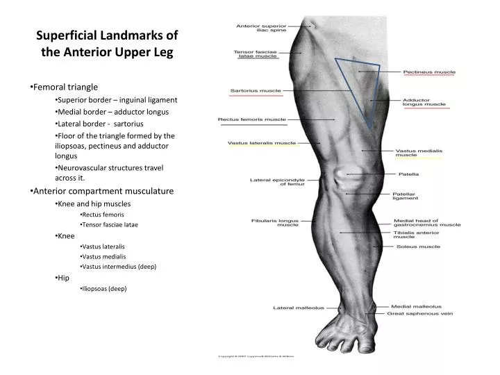 superficial landmarks of the anterior upper leg