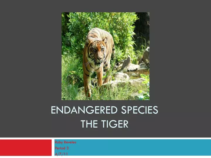 endangered species the tiger