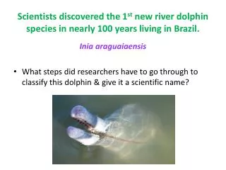 Scientists discovered the 1 st new river dolphin species in nearly 100 years living in Brazil.
