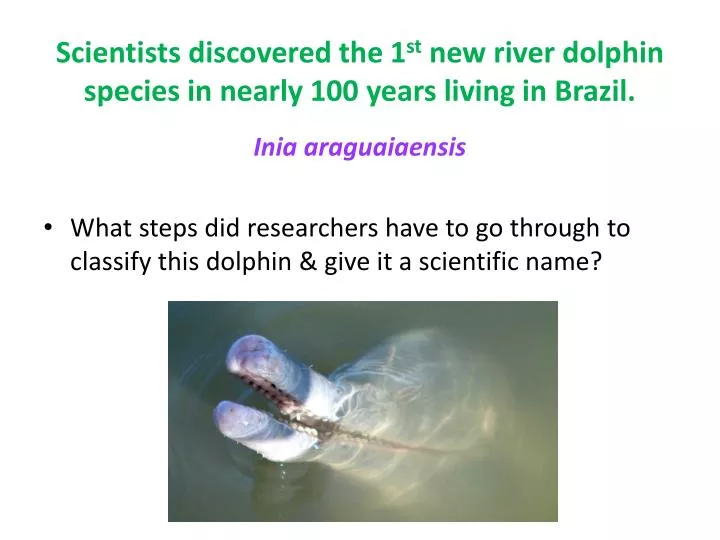 scientists discovered the 1 st new river dolphin species in nearly 100 years living in brazil