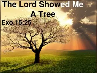 The Lord Show ed Me A Tree