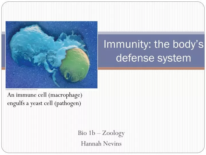 immunity the body s defense system