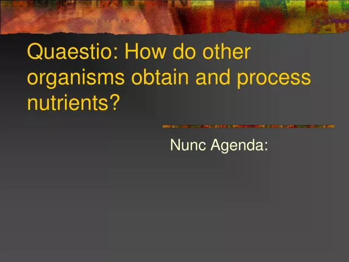 quaestio how do other organisms obtain and process nutrients