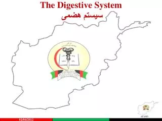 the digestive system