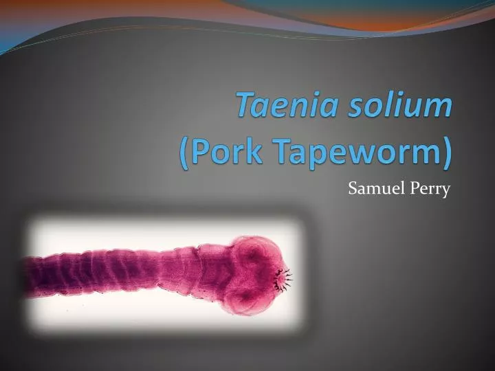taenia solium pork tapeworm