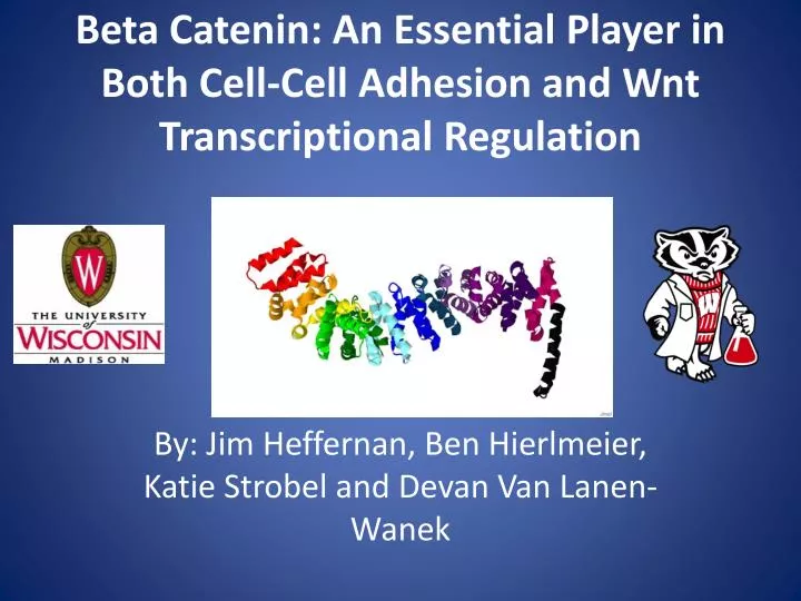 beta catenin an essential player in both cell cell adhesion and wnt transcriptional regulation