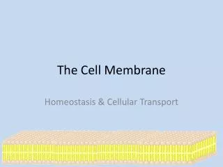 The Cell Membrane