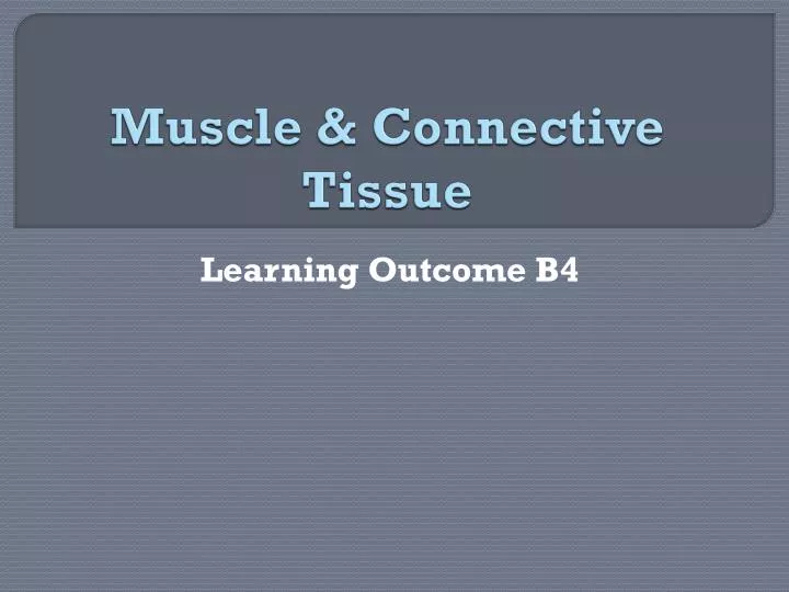 muscle connective tissue