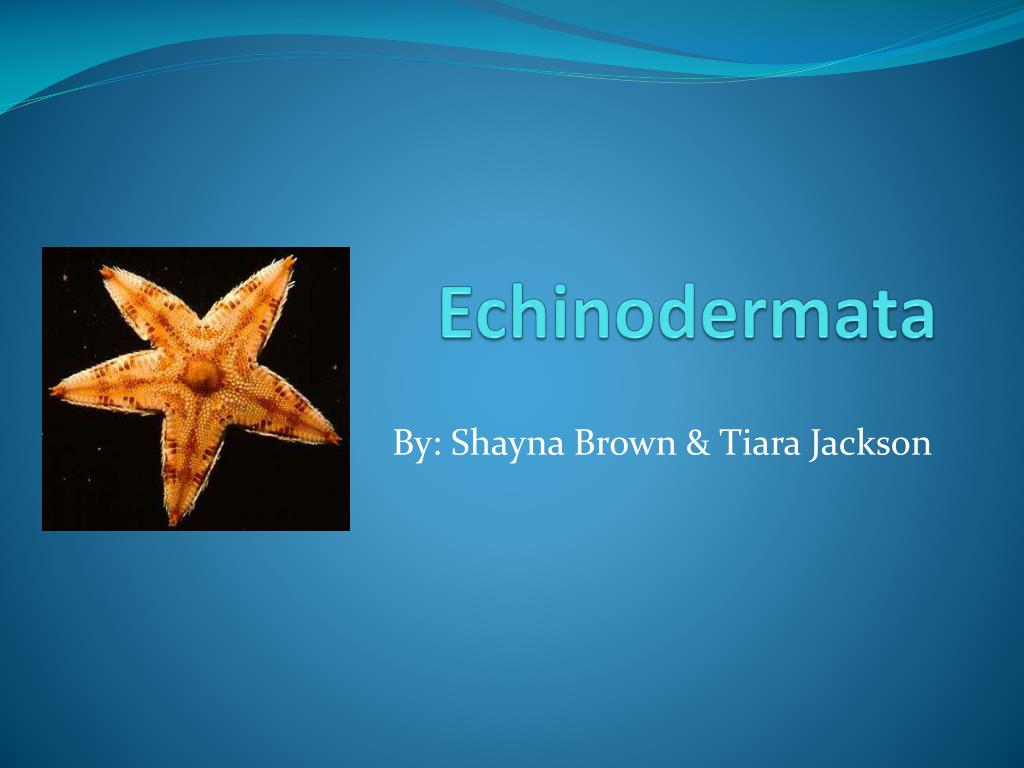 PPT - Echinodermata PowerPoint Presentation, free download - ID:2097402