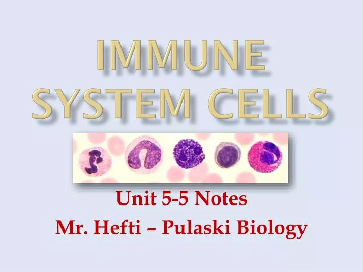 immune system cells