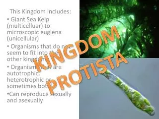 This Kingdom includes: Giant Sea Kelp ( multicelluar ) to microscopic euglena (unicellular)