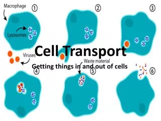 cell transport