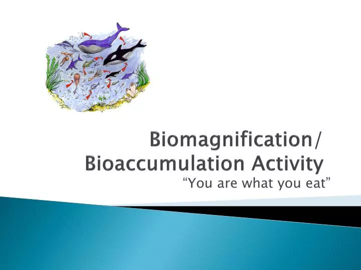 biomagnification bioaccumulation activity