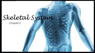 Skeletal System