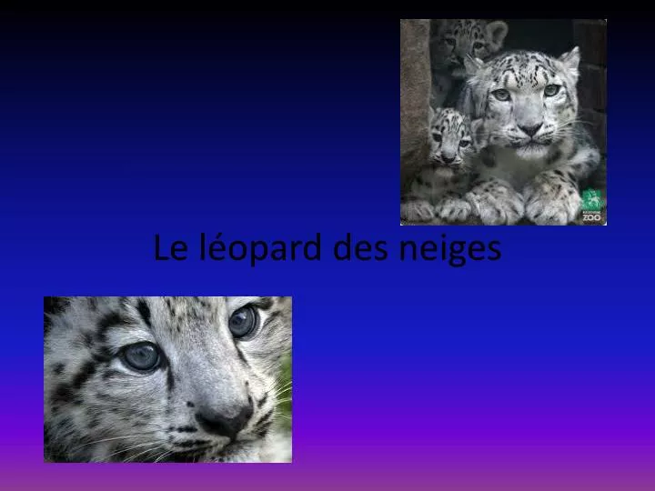 le l opard des neiges