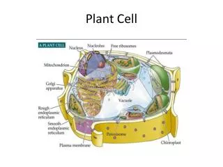 Plant Cell