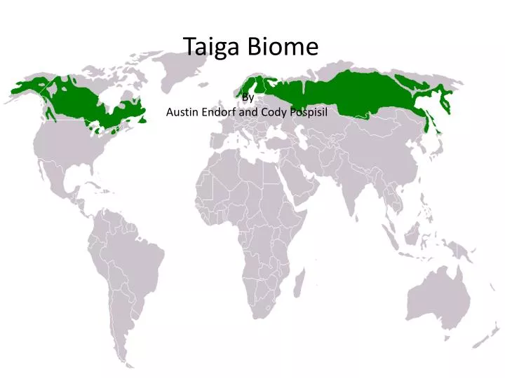 Taiga biome, boreal snow forest. Terrestrial ecosystem world map