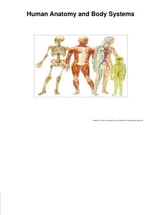 Human Anatomy and Body Systems