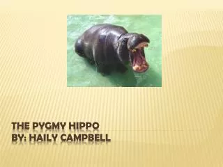 The Pygmy Hippo By: Haily Campbell