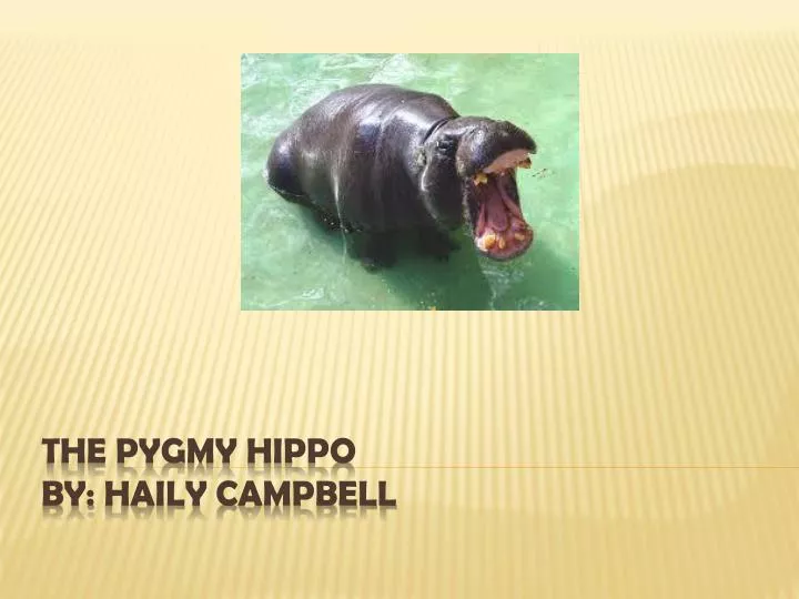 the pygmy hippo by haily campbell