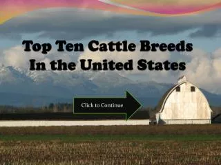 Top Ten Cattle Breeds In the United States