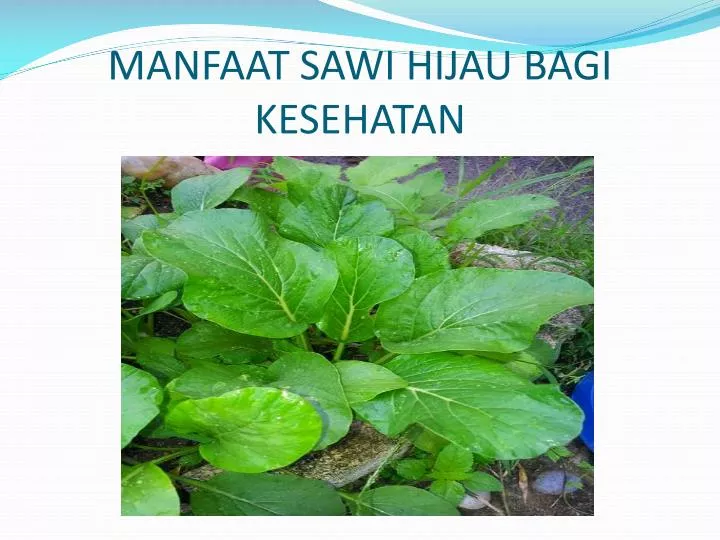 manfaat sawi hijau bagi kesehatan