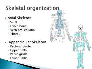 Skeletal organization