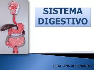 sistema digestivo