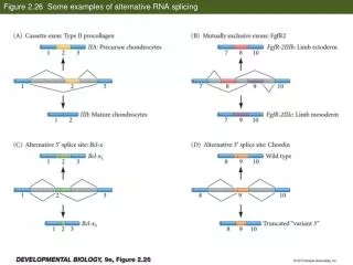 Figure 2.26 Some examples of alternative RNA splicing