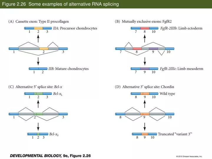 figure 2 26 some examples of alternative rna splicing