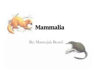 Mammalia