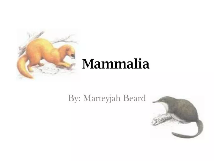 mammalia