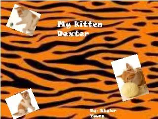 My kitten Dexter