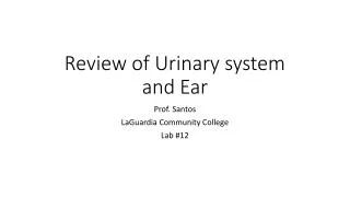 Review of Urinary system and Ear