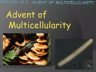 Biology 19.2 Advent of Multicellularity